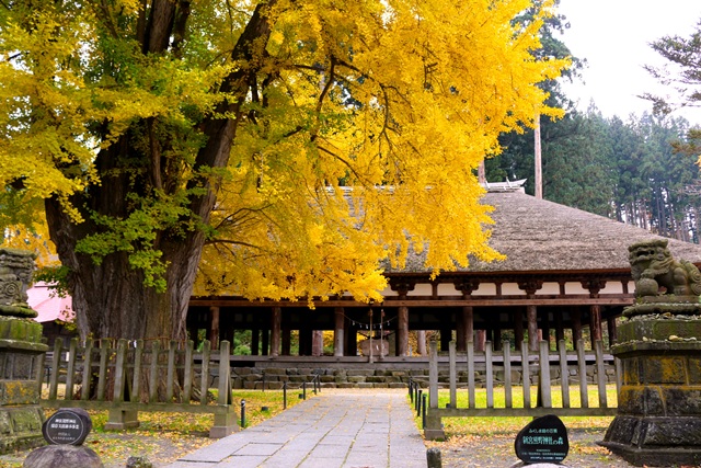 喜多方　新宮熊野神社　長床　大イチョウ